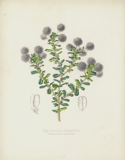 Fogas Ceanothe, Ceanothus Dentatus alkotó: English School
